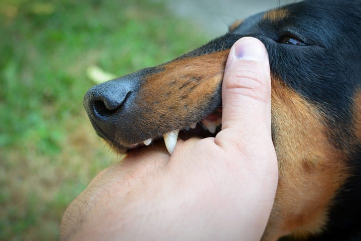 Dog-Bite-NYC-Lawyer